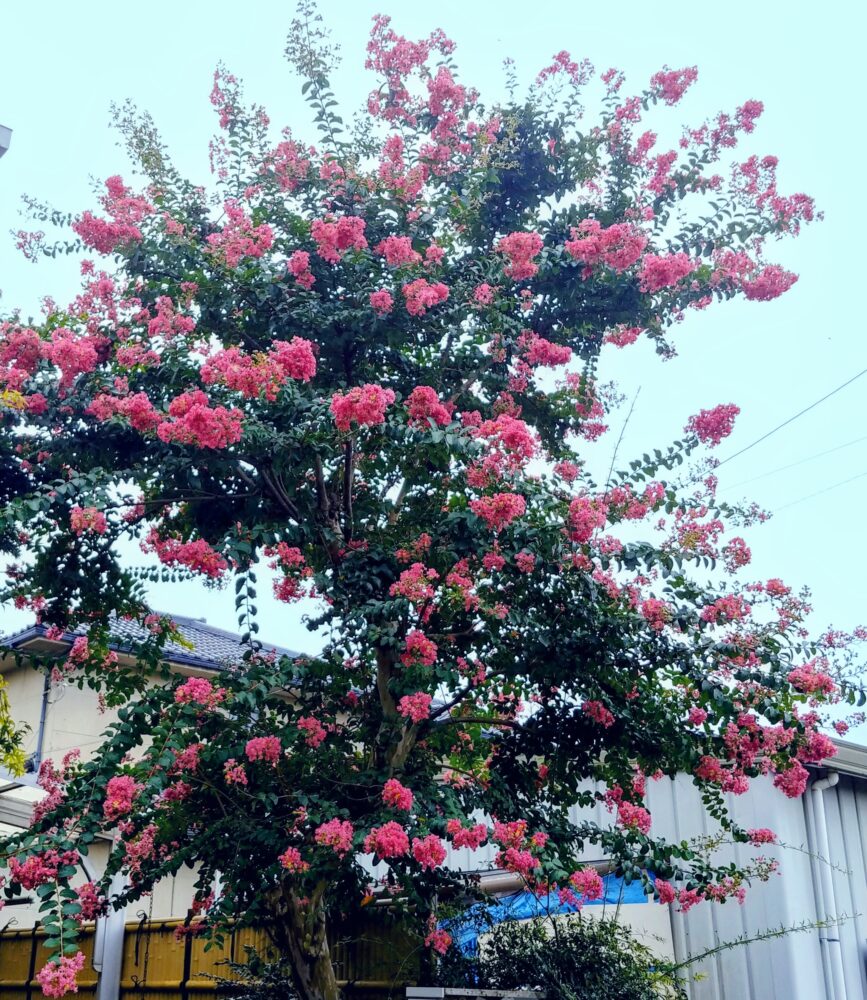 Japanese Crepe myrtle with red flower in Saitama prefecture