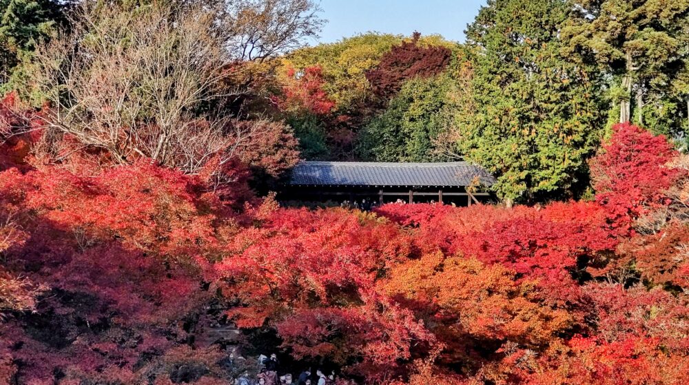 Gaun bridge of Tofuku-ji in fall foliage