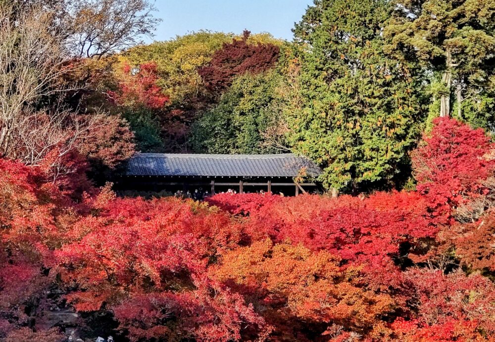 The fall foliage view from "Tuten-kyo" to "Gaun-kyo" in Tofuku-ji