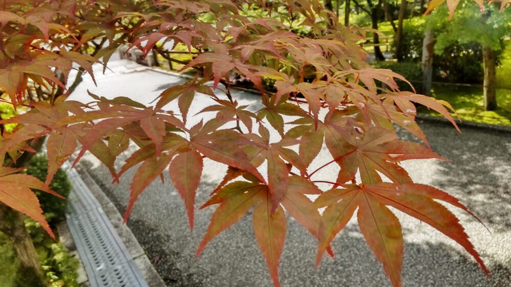 Japanese Maple tree(Acer palmatums 'Nomura’)