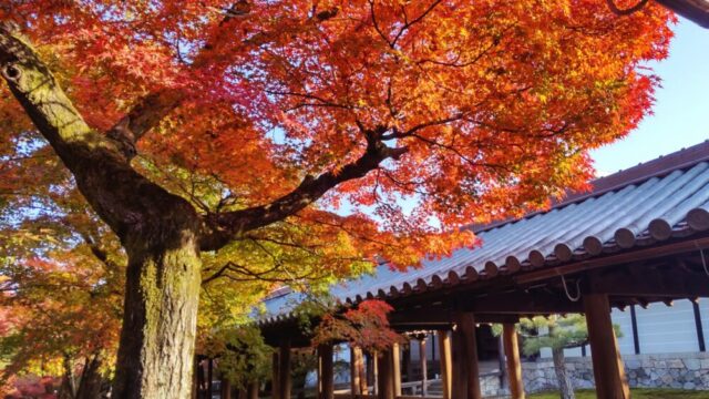 Tofuku-ji Temple | The Best Time to visit in 2024