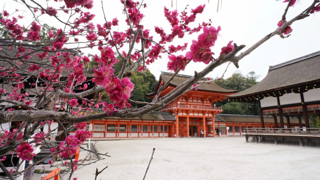 Plum tree"Korin no Ume" in Shimogamo Shrine