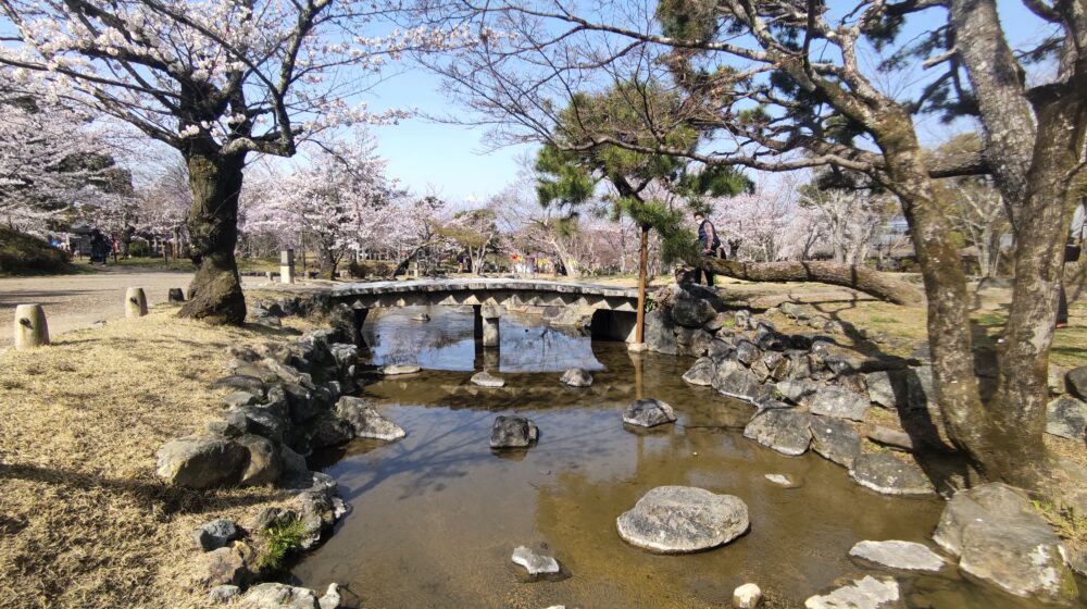 Cherry trees and Black pines with a stone bridge over a winding river in Maruyama Park
