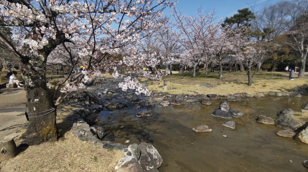 Cherry trees “Someiyoshino”  along a winding river in Maruyama Park