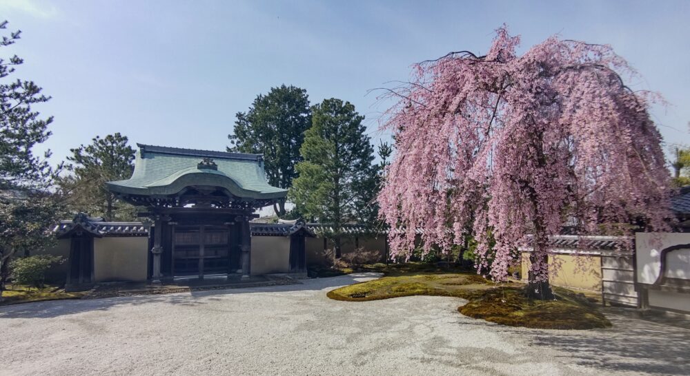 An elegant weeping cherry blossom in Kodaiji temple