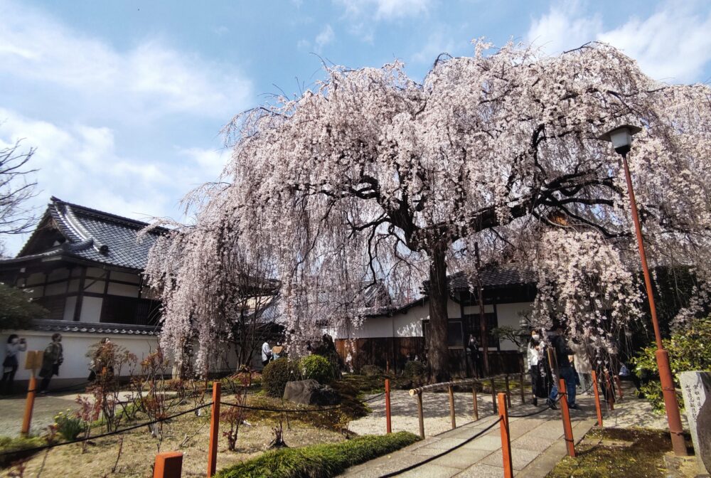 The giant weeping cherry blossom in Honmanji Temple