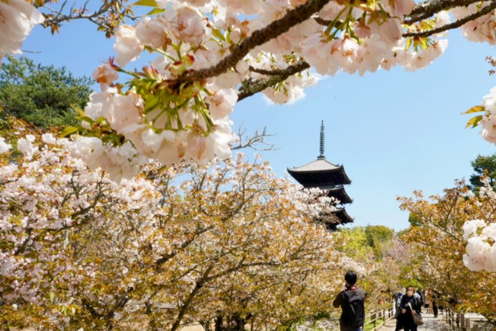 Discover the Magic of Late-Blooming Cherry Blossoms in Kyoto’s Ninnaji Temple in 2023