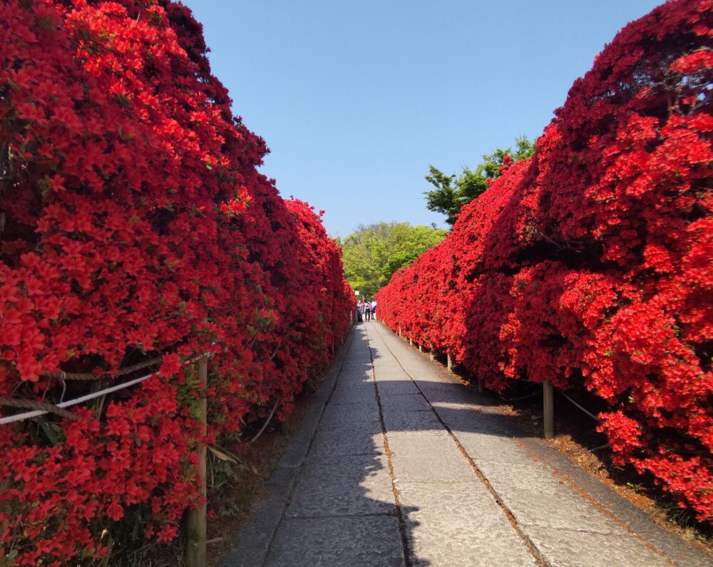 Discover the Wonders of Nagaoka Tenmangu Shrine’s Azalea Garden in Kyoto