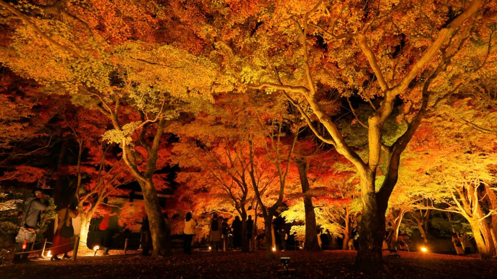 Tofuku-ji Temple Nighttime Illumination