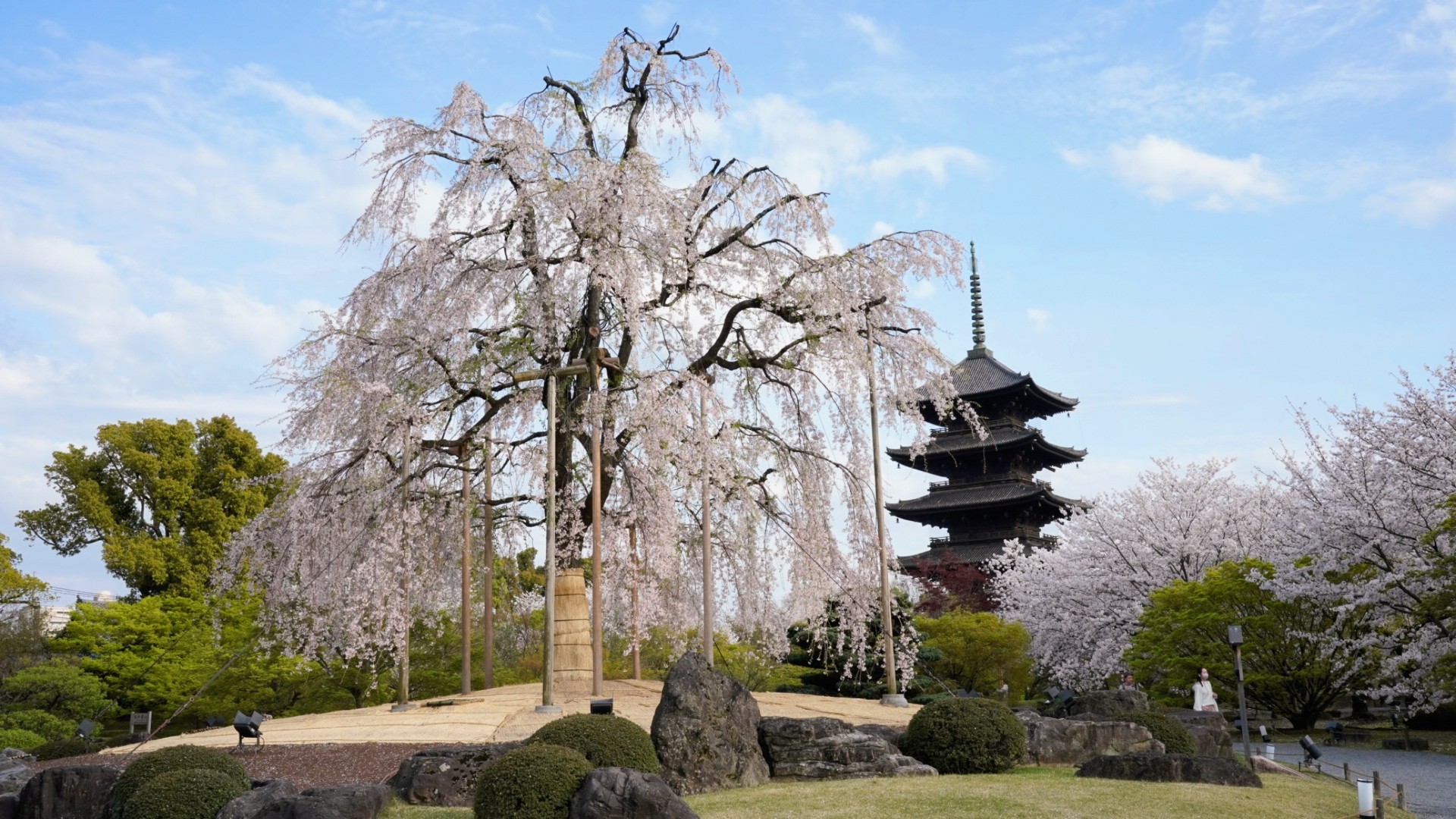 Toji Temple | The best time to visit in 2025