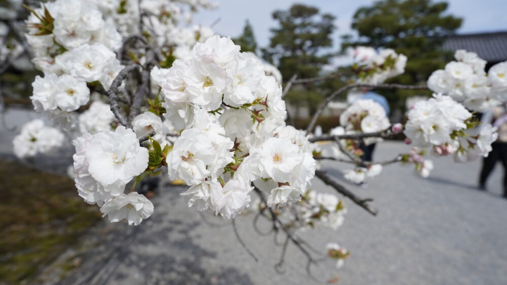 Shirotae cherry blossom in Nijo-jo Castle