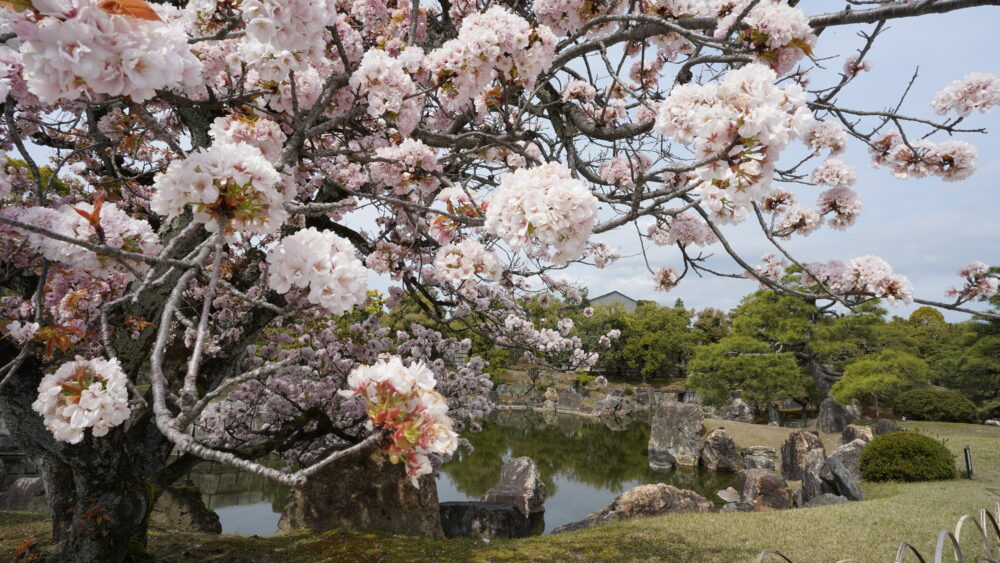 Cherry blossom Variety "Gosho Mikuruma Gaeshi" in Nijo-jo Castle