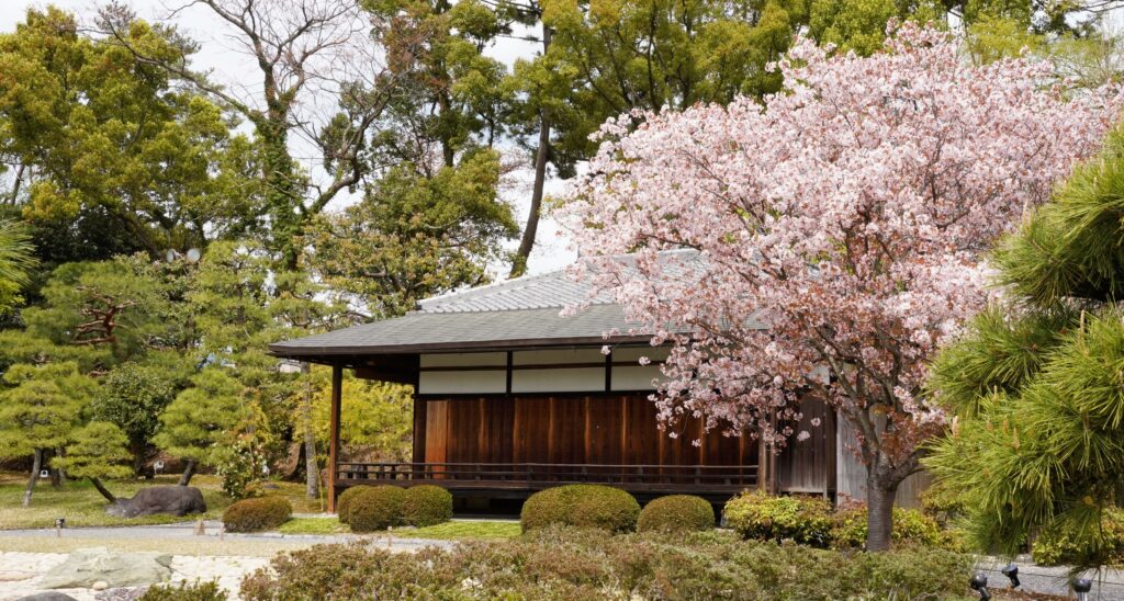 Koun-tei with Cherry Blossom in Nijojo Casthle