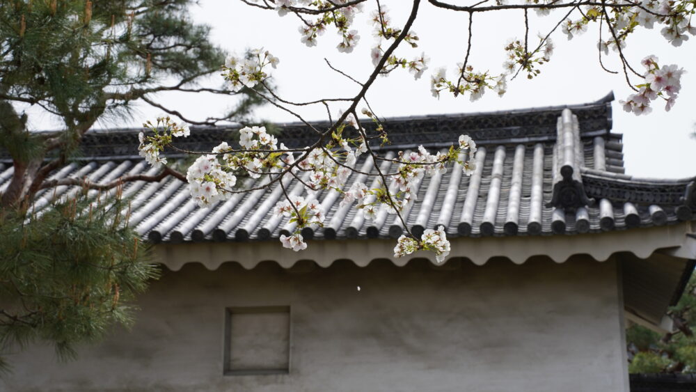 Cherry Blossom Variety "Shibayama" in Nijo-jo Castle