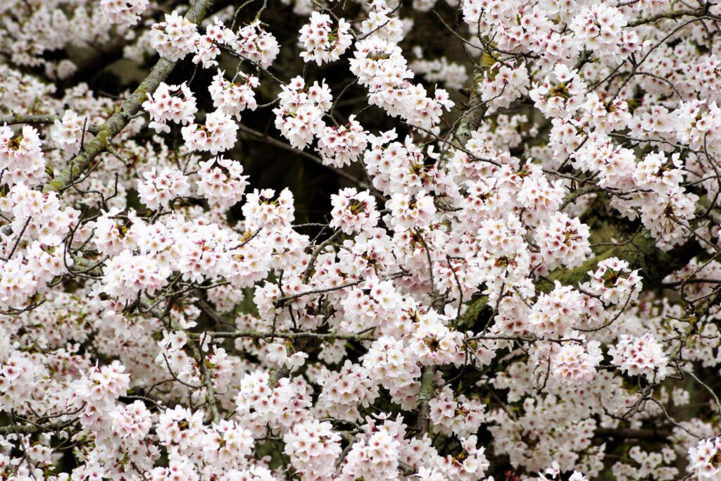 cherry blossom in Chionin