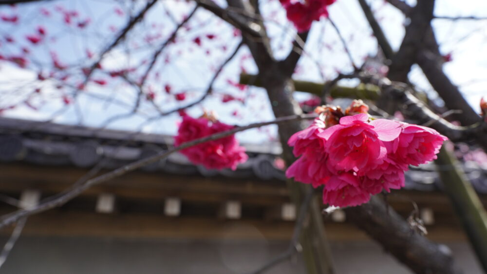 Kanhizakura(Cerasus × kanzakura 'Kawazu-zakura') in Tyotoku-ji 