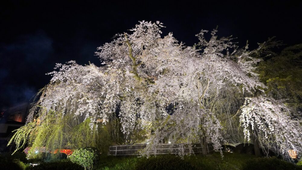 Kyoto’s Spring illumination in 2024 : 8 Best Spots and Tips to avoid crowds
