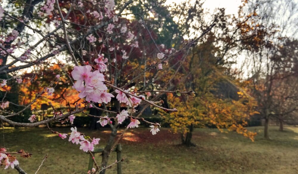 Jugatu-zakura(Cerasus × subhirtella ‘Autumnalis’) in Kyoto gyoen