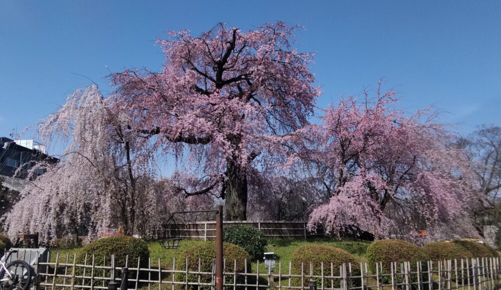 Weeping cherry trees in Maruyama Park
