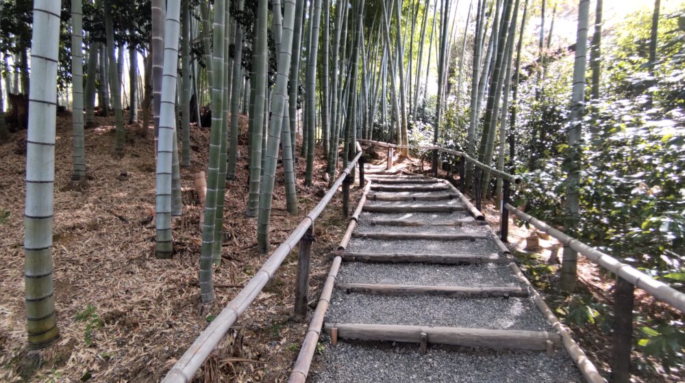 Bamboo forest in Kodaiji temple