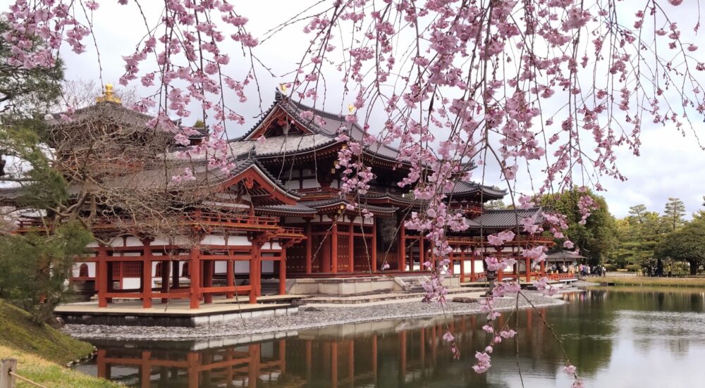 cherry blossom in Byodoin temple
