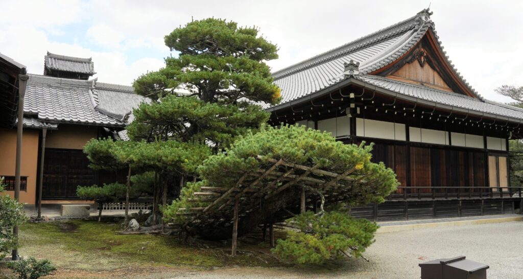 Rikushyunomatu(white pine tree) in Kinkaku-ji temple