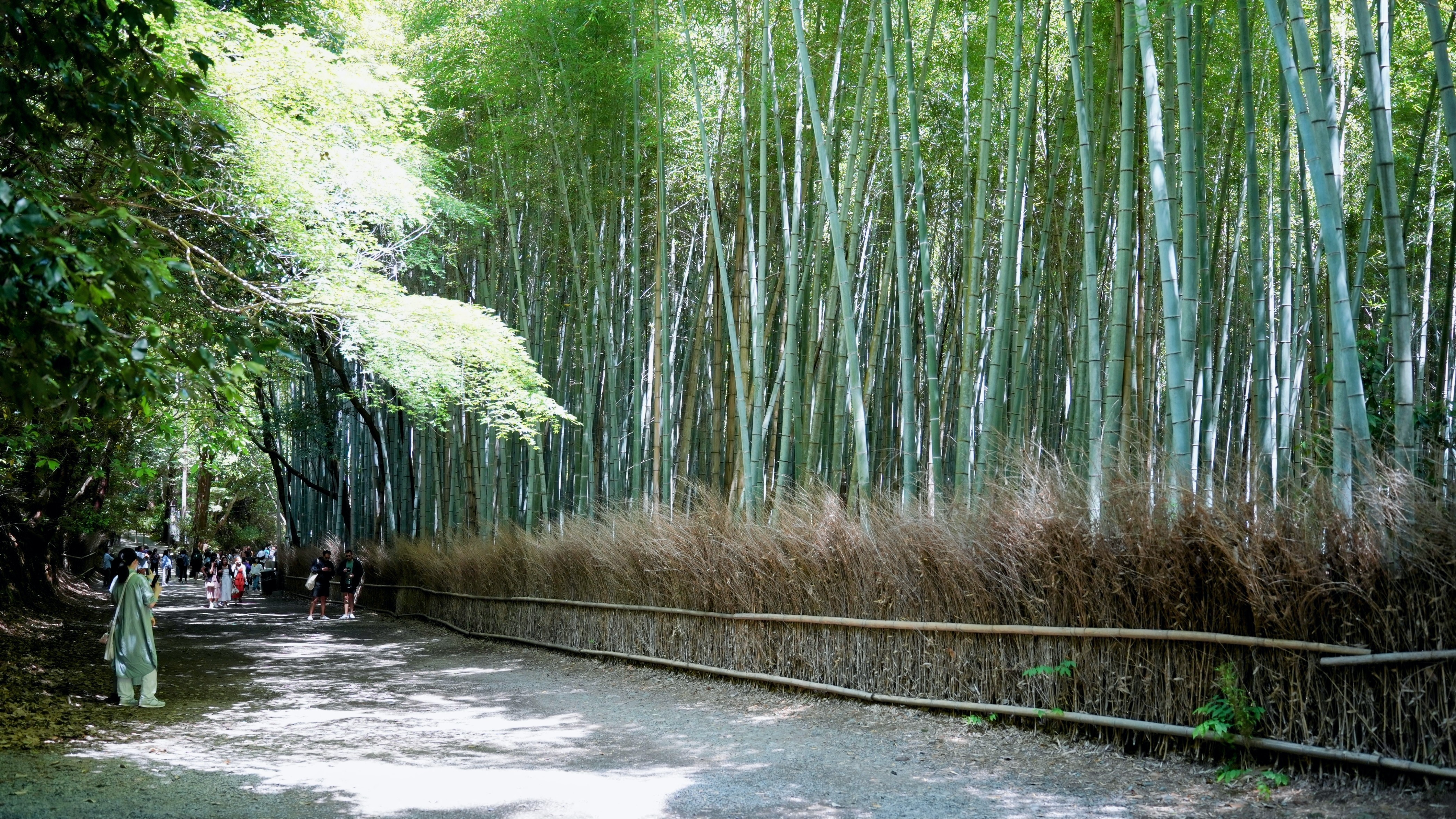 Arashiyama Bamboo Forest : The best time to visit