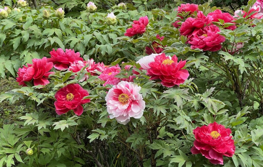 Peonies in Kennin-ji Temple