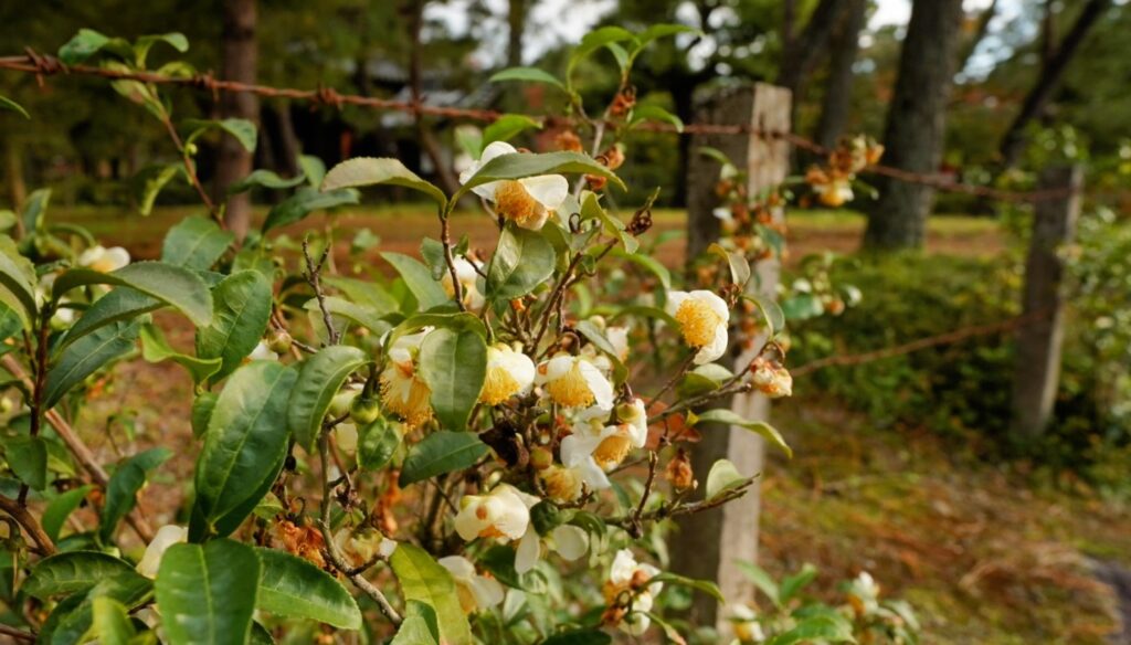 Tea Tree's flowers in Kennin-ji Temple