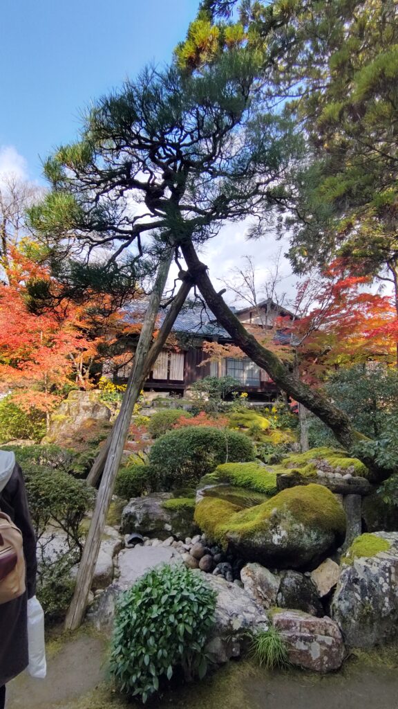 Stone tsukubai with a lack pine tree