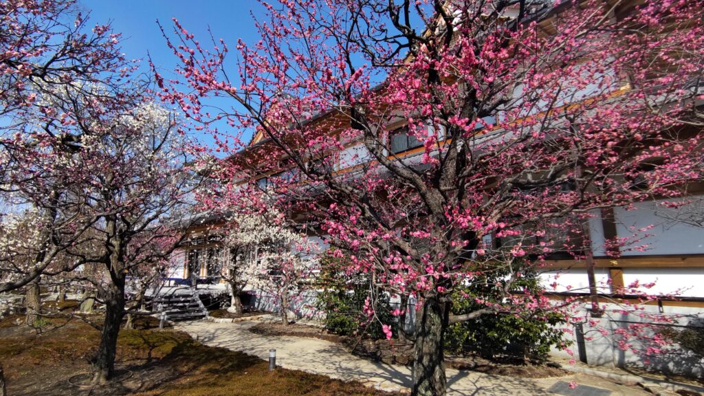 Hana no Niwa(Plum Garden) in Kitano Tenmangu Shrine