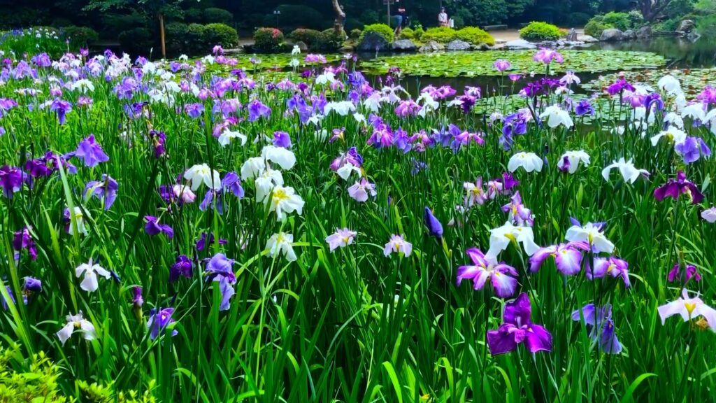 Nishi Shin-en (West Garden) with irises in Heian Jingu Shrine