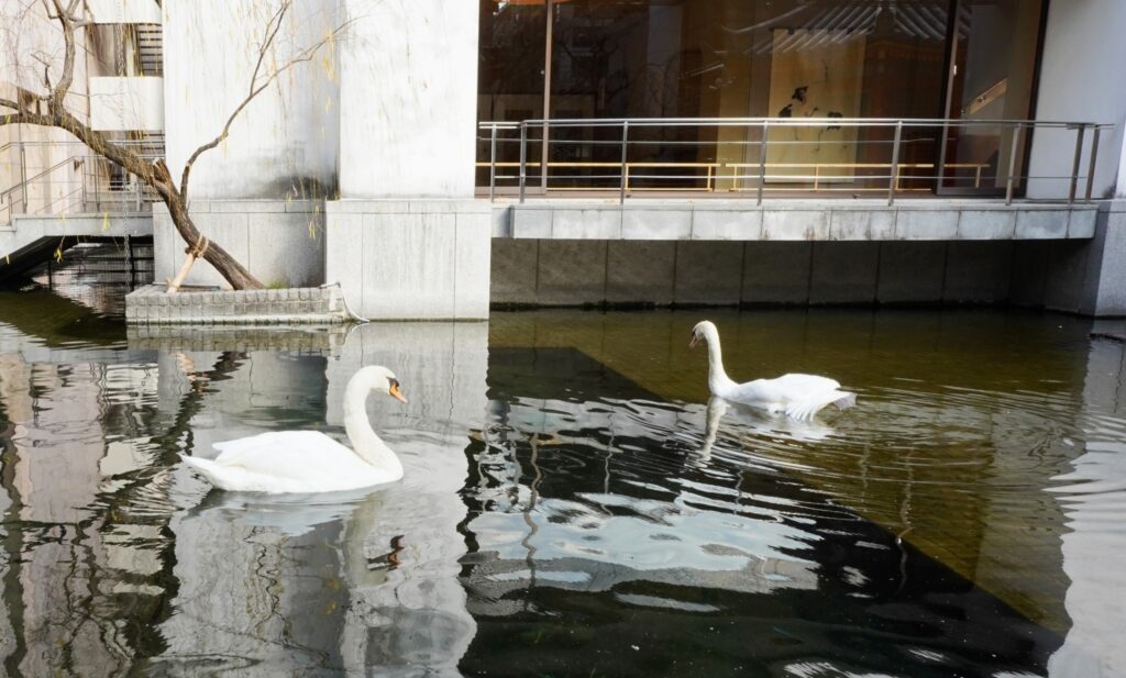 White Swans in Rokkaku-do(Choho-ji Temple)