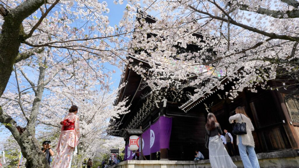 Cherry Blossom in Chon-in Temple