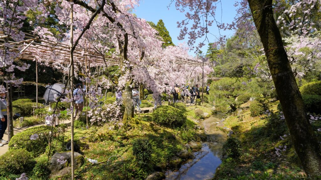 Minami Shin-en(South Garden) with cherry blossoms in Heian Jingu Shrine